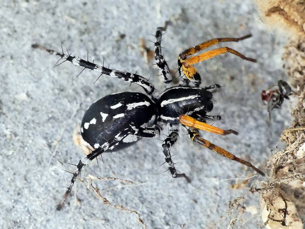 Spotted Ground Swift Spider (Nyssus coloripes), Belair SA © Marianne Broug