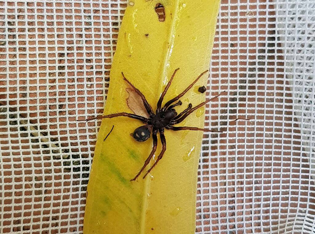 Storena sp (male Ant Spider), Alice Springs NT
