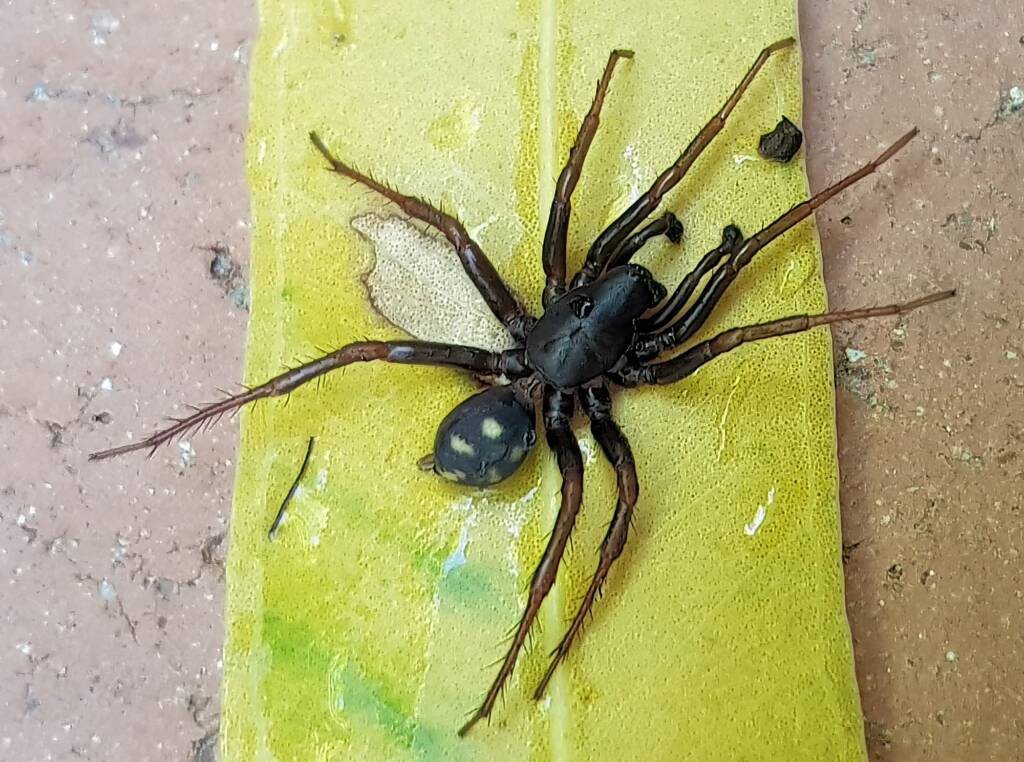 Storena sp (male Ant Spider), Alice Springs NT