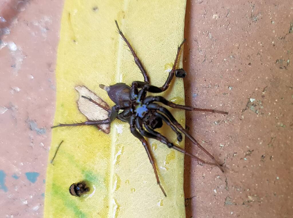 Storena sp (male Ant Spider), Alice Springs NT