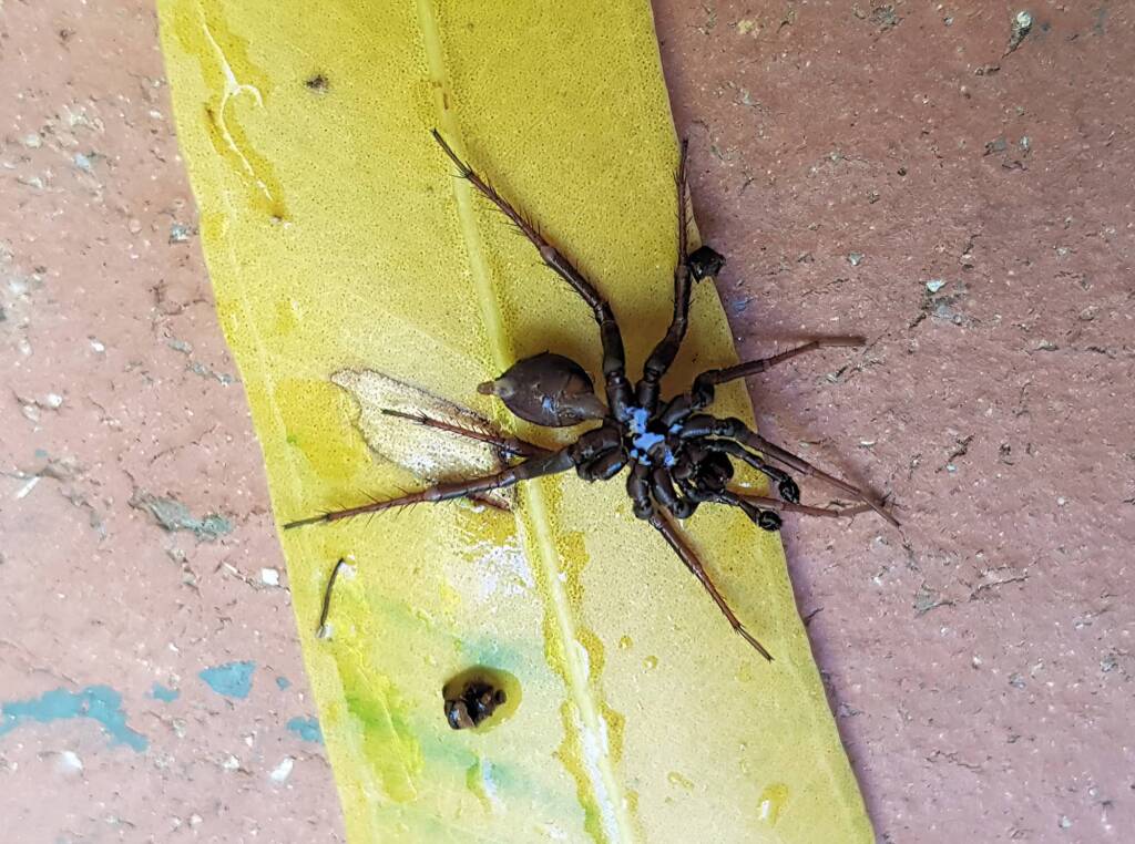 Storena sp (male Ant Spider), Alice Springs NT