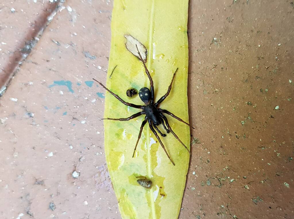 Storena sp (male Ant Spider), Alice Springs NT