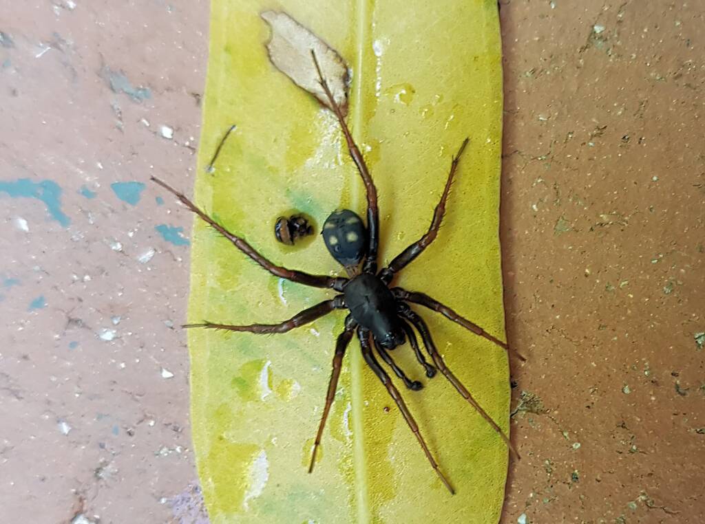Storena sp (male Ant Spider), Alice Springs NT