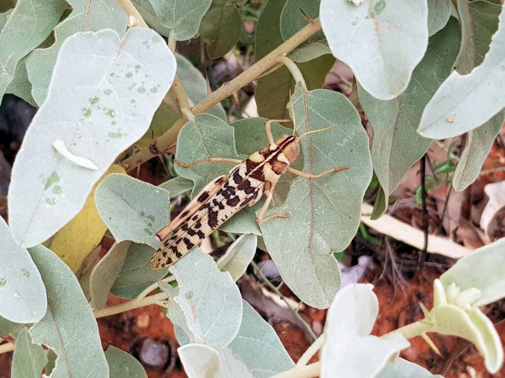 Variable Stropis (Stropis nigrovitellina), Alice Springs NT