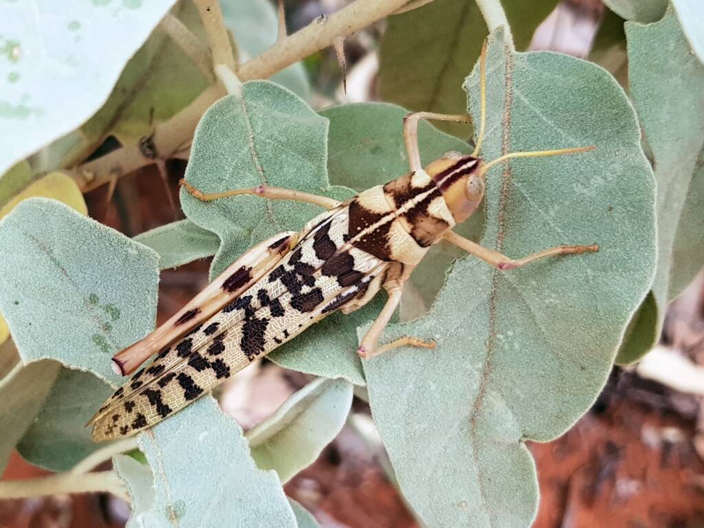Variable Stropis (Stropis nigrovitellina), Alice Springs NT