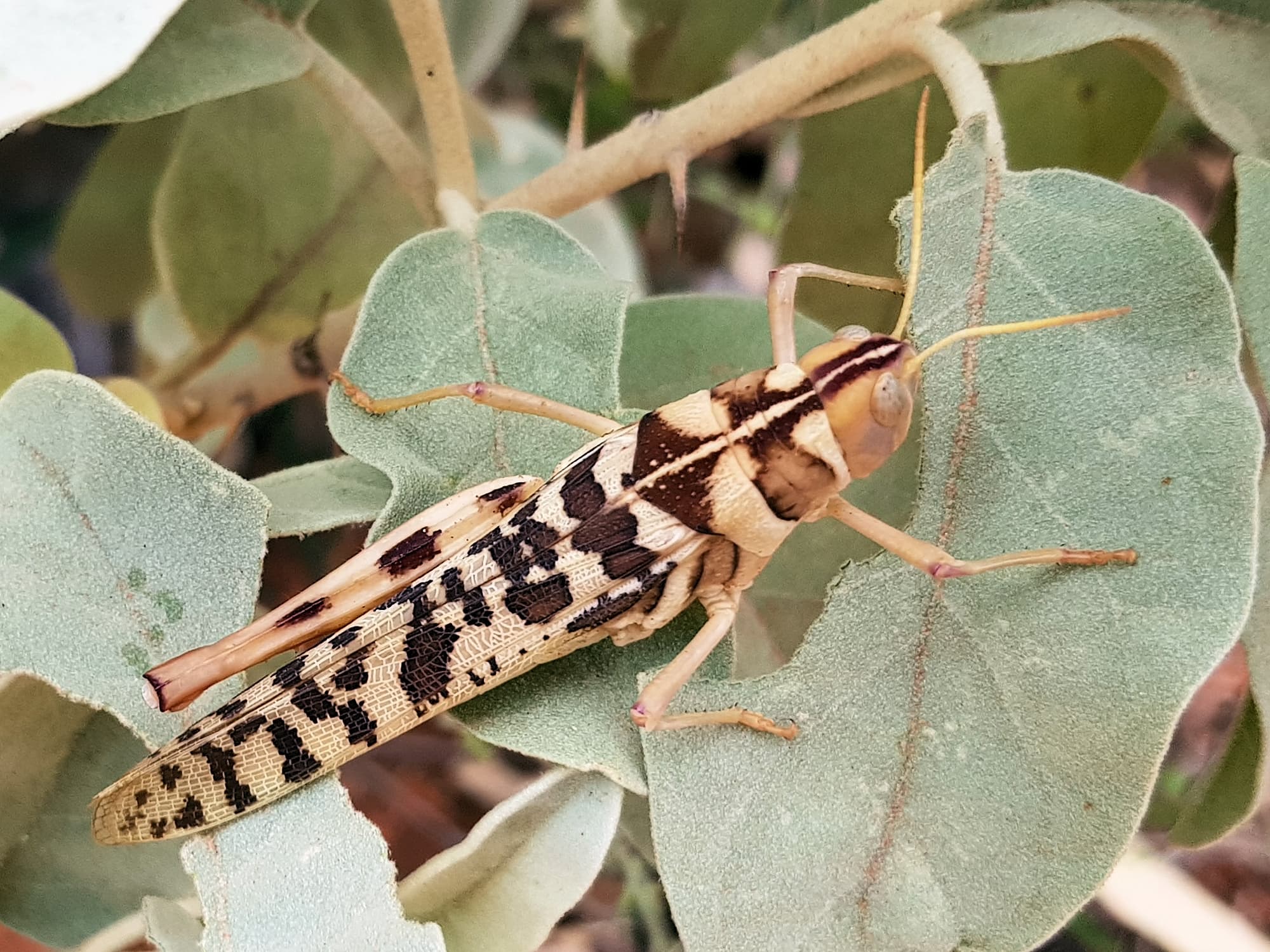 Variable Stropis (Stropis nigrovitellina), Alice Springs NT