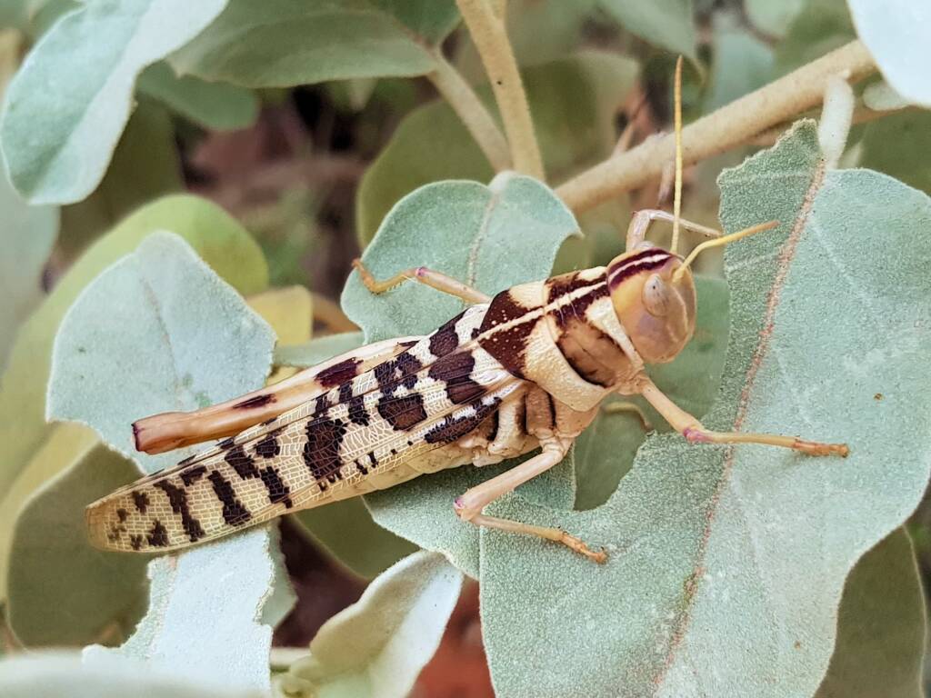 Variable Stropis (Stropis nigrovitellina), Alice Springs NT