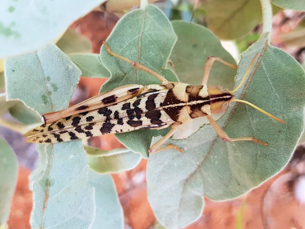 Variable Stropis (Stropis nigrovitellina), Alice Springs NT