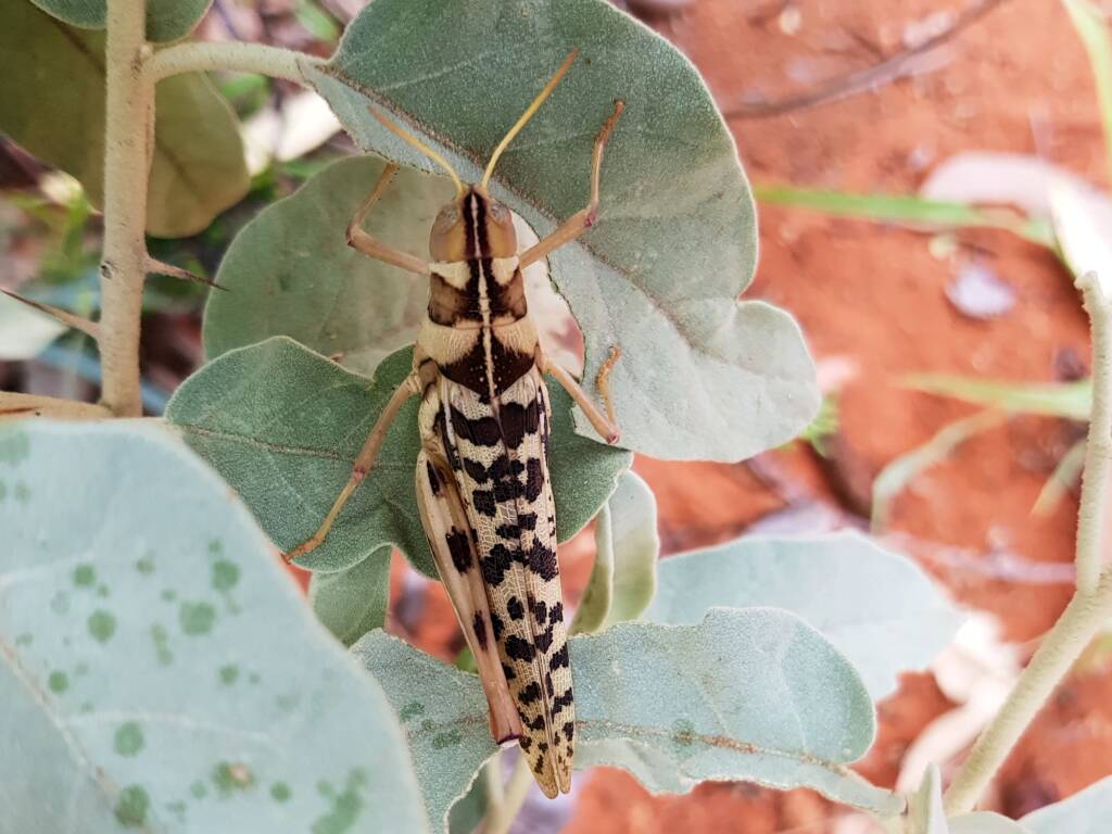 Variable Stropis (Stropis nigrovitellina), Alice Springs NT