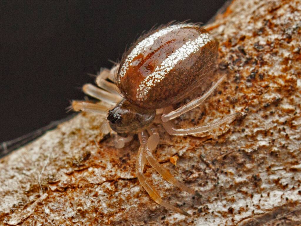 Superb Ant-eater Spider (Euryopis umbilicata), Tinglpa QLD © Tony Earles