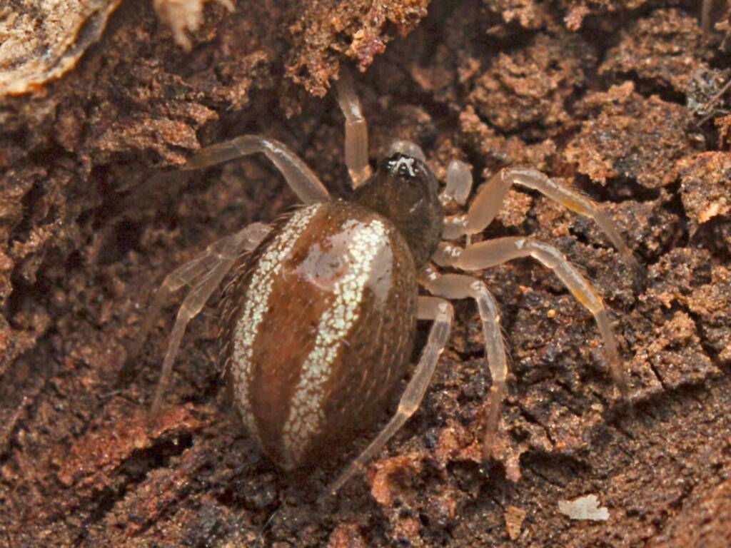 Superb Ant-eater Spider (Euryopis umbilicata), Tinglpa QLD © Tony Earles