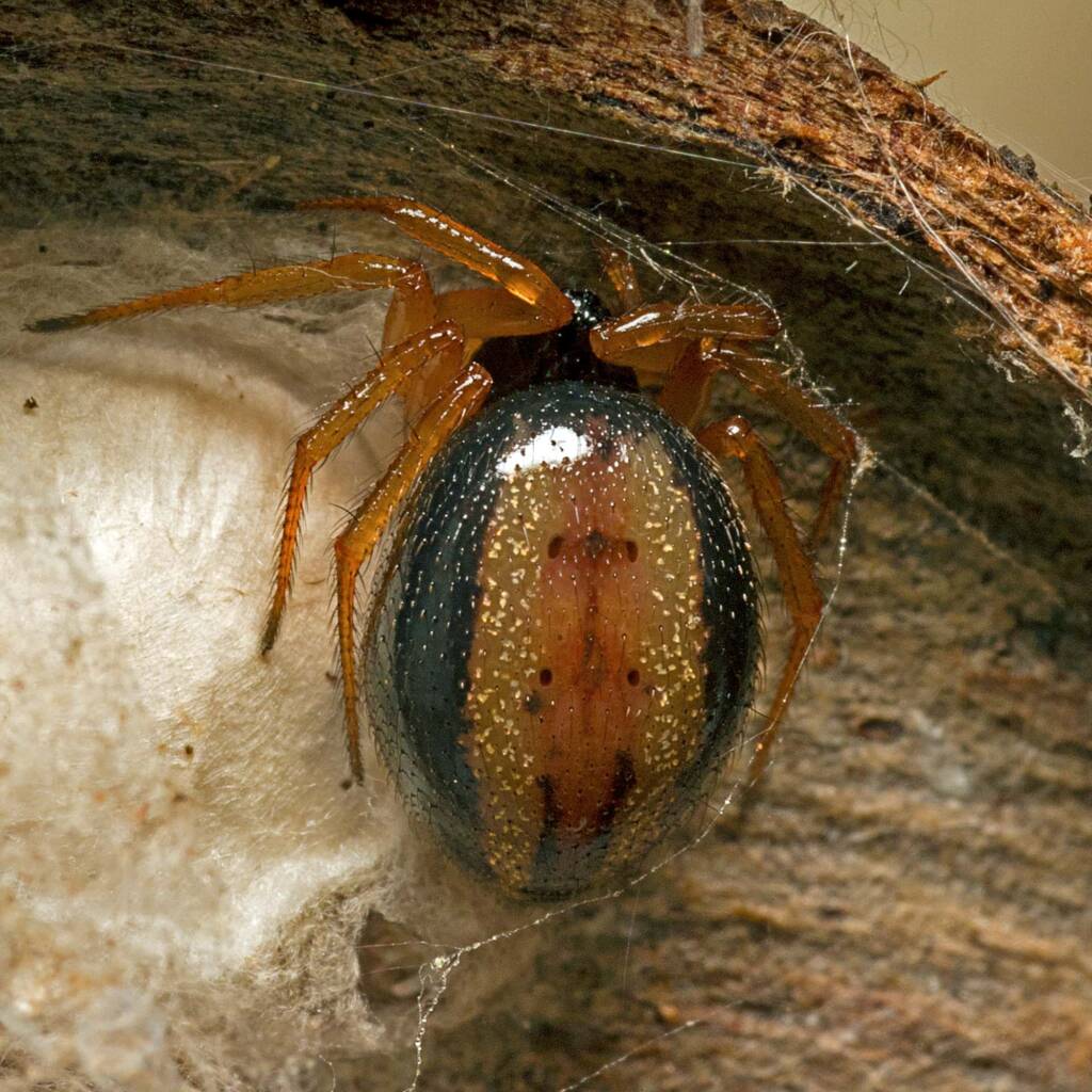 Superb Ant-eater Spider (Euryopis umbilicata), Tinglpa QLD © Tony Earles