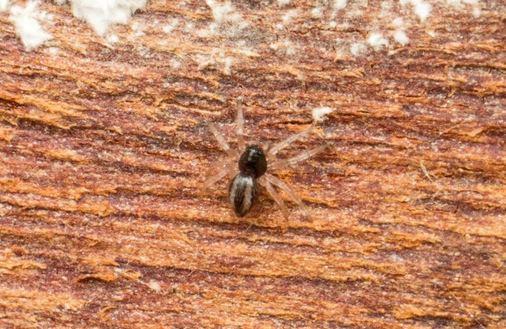 Superb Ant-eater Spider (Euryopis umbilicata), Bald Hills QLD © Tony Earles
