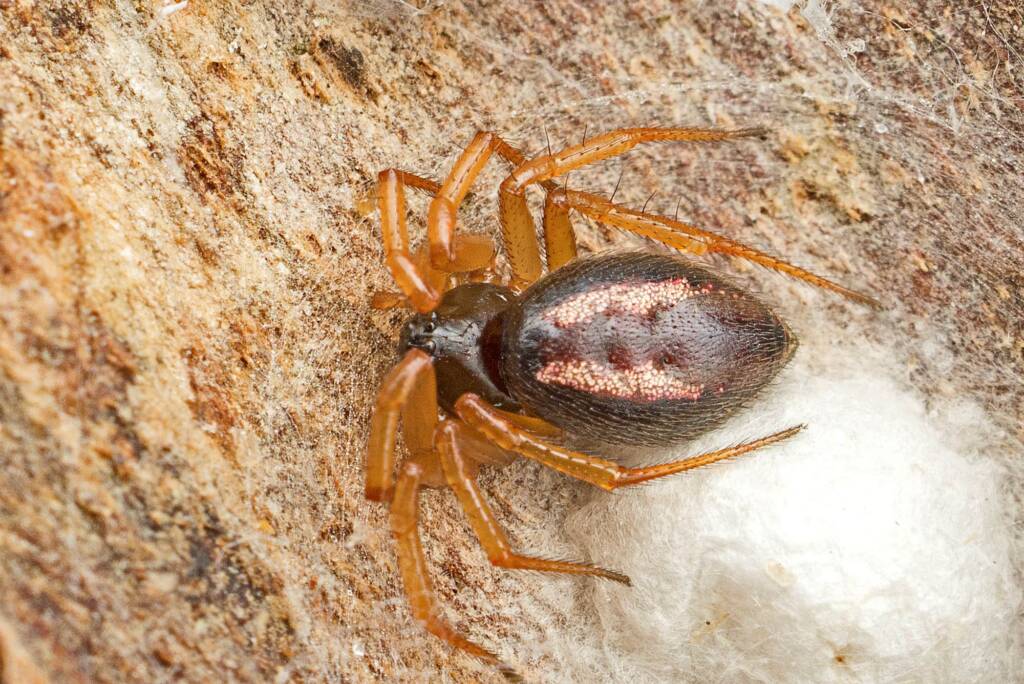 Superb Ant-eater Spider (Euryopis umbilicata), Mount Coot-Tha QLD © Tony Earles