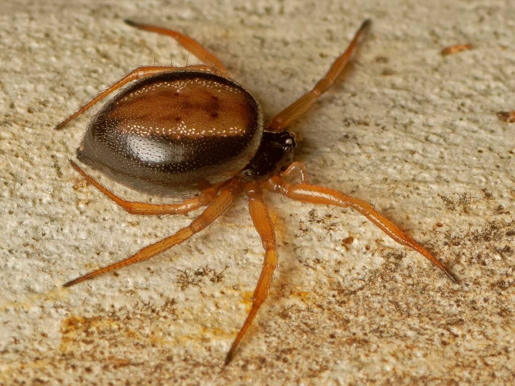 Superb Ant-eater Spider (Euryopis umbilicata), Cotter River ACT © Tony Earles