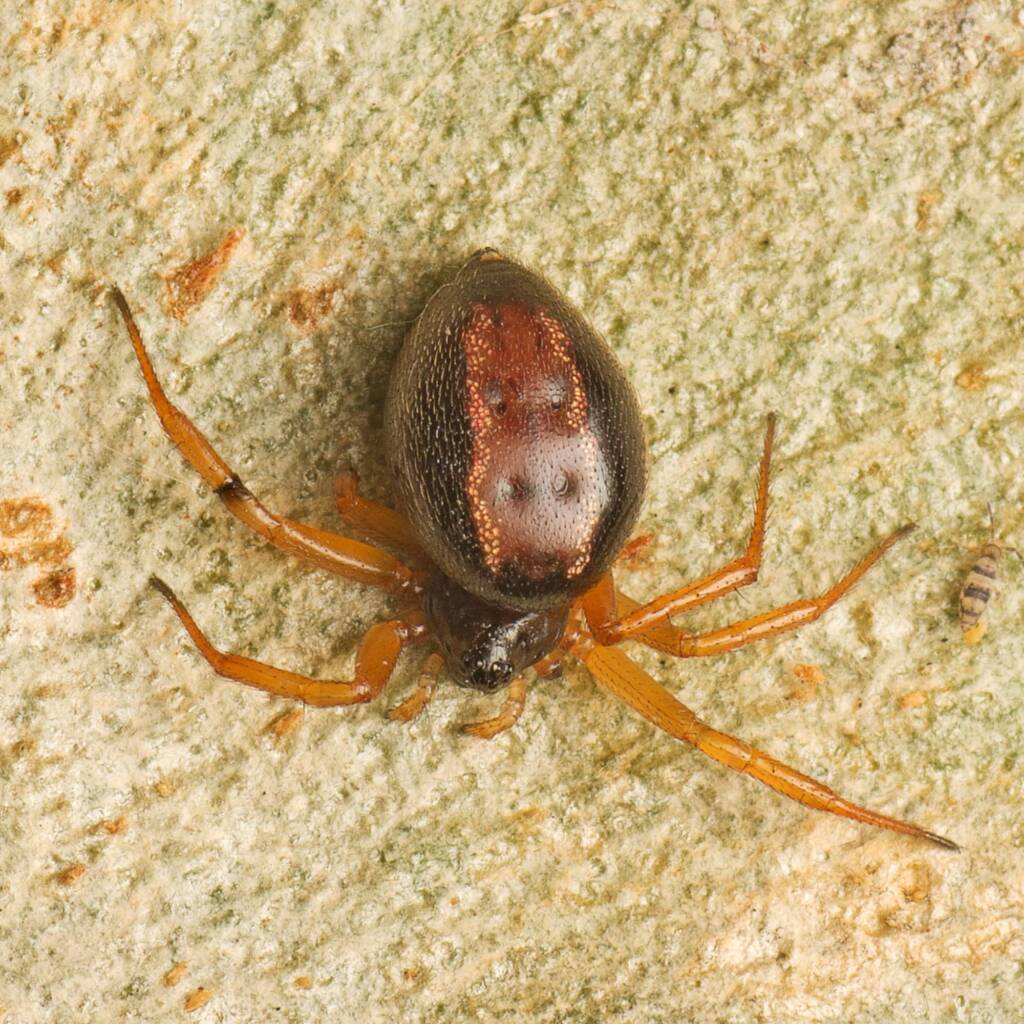 Superb Ant-eater Spider (Euryopis umbilicata), Cotter River ACT © Tony Earles