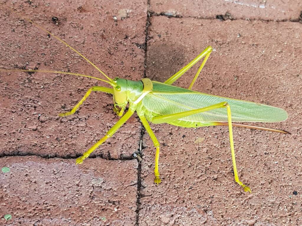 Gumleaf Katydid (Terpandrus woodgeri or Terpandrus illamurta), Alice Springs NT
