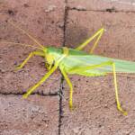 Gumleaf Katydid (Terpandrus woodgeri or Terpandrus illamurta), Alice Springs NT