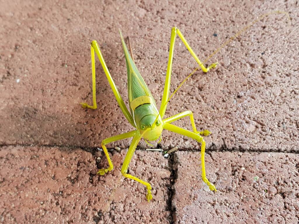Gumleaf Katydid (Terpandrus woodgeri or Terpandrus illamurta), Alice Springs NT