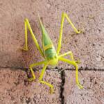 Gumleaf Katydid (Terpandrus woodgeri or Terpandrus illamurta), Alice Springs NT