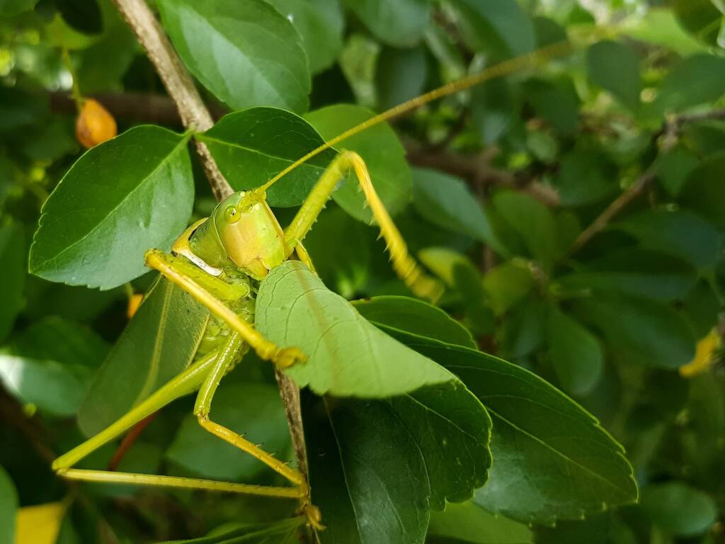 Gumleaf Katydid (Terpandrus woodgeri or Terpandrus illamurta), Alice Springs NT