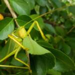 Gumleaf Katydid (Terpandrus woodgeri or Terpandrus illamurta), Alice Springs NT