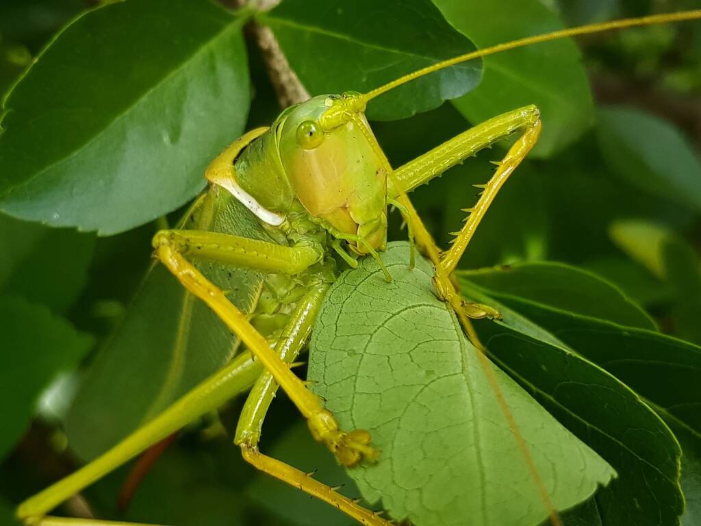 Gumleaf Katydid (Terpandrus woodgeri or Terpandrus illamurta), Alice Springs NT