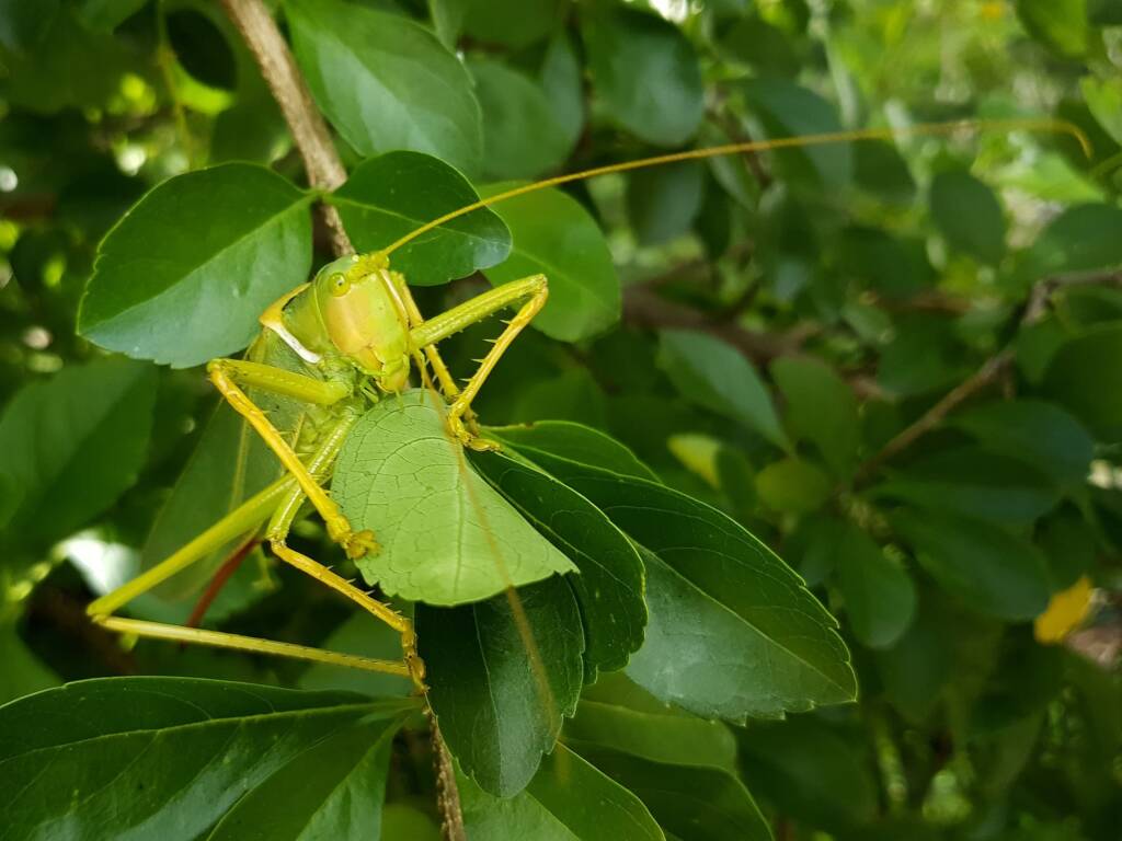 Gumleaf Katydid (Terpandrus woodgeri or Terpandrus illamurta), Alice Springs NT
