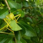 Gumleaf Katydid (Terpandrus woodgeri or Terpandrus illamurta), Alice Springs NT