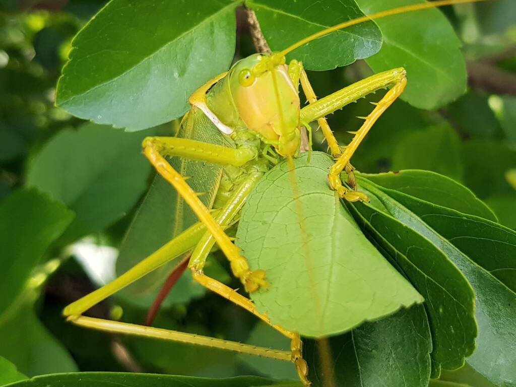 Gumleaf Katydid (Terpandrus woodgeri or Terpandrus illamurta), Alice Springs NT