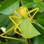 Gumleaf Katydid (Terpandrus woodgeri or Terpandrus illamurta), Alice Springs NT