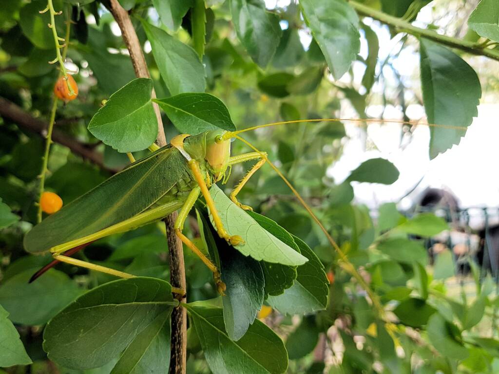 Gumleaf Katydid (Terpandrus woodgeri or Terpandrus illamurta), Alice Springs NT