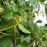 Gumleaf Katydid (Terpandrus woodgeri or Terpandrus illamurta), Alice Springs NT