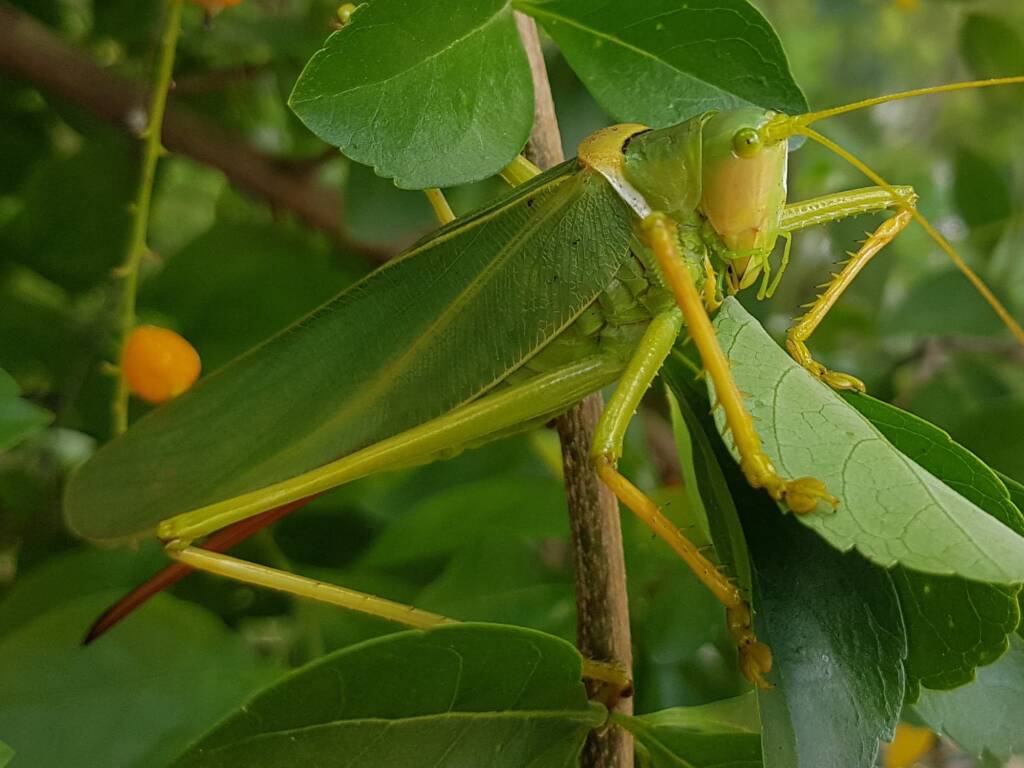 Gumleaf Katydid (Terpandrus woodgeri or Terpandrus illamurta), Alice Springs NT