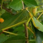 Gumleaf Katydid (Terpandrus woodgeri or Terpandrus illamurta), Alice Springs NT