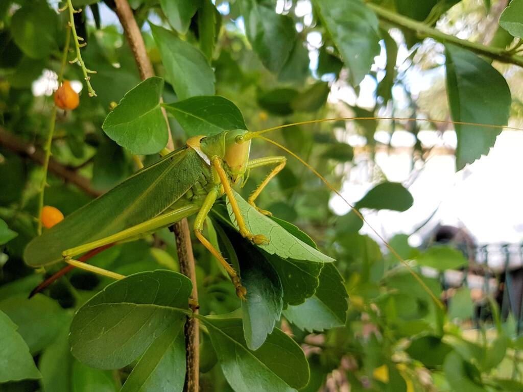 Gumleaf Katydid (Terpandrus woodgeri or Terpandrus illamurta), Alice Springs NT