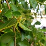 Gumleaf Katydid (Terpandrus woodgeri or Terpandrus illamurta), Alice Springs NT
