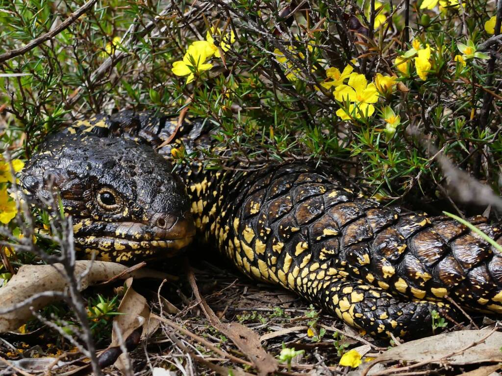 Shingleback (Tiliqua rugosa), Belair National Park SA © Marianne Broug