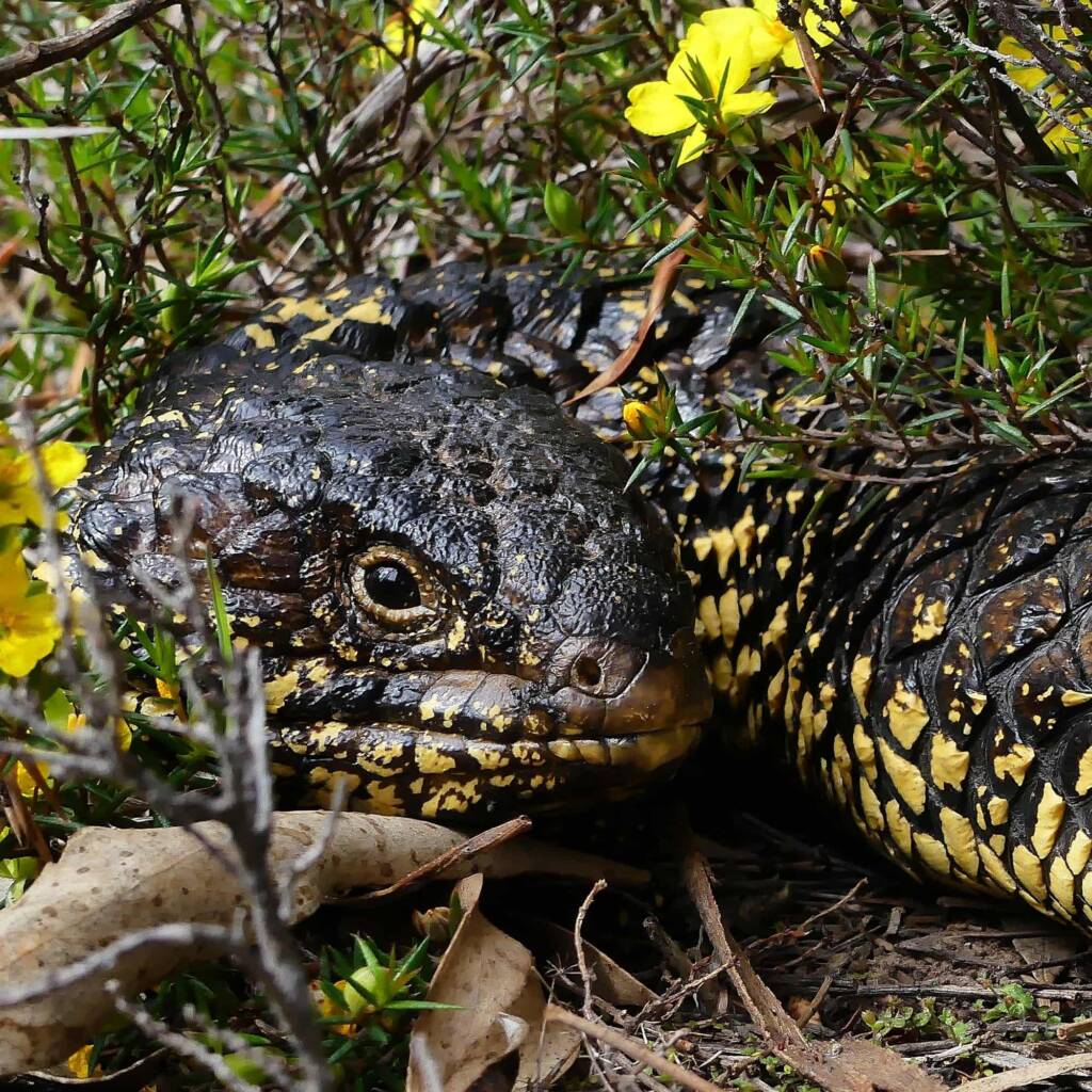 Shingleback (Tiliqua rugosa), Belair National Park SA © Marianne Broug