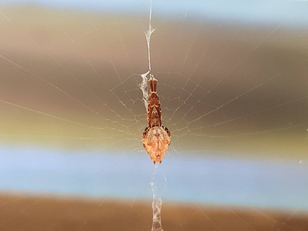 Cribellate Orb Weaver (family Uloboridae), Alice Springs NT