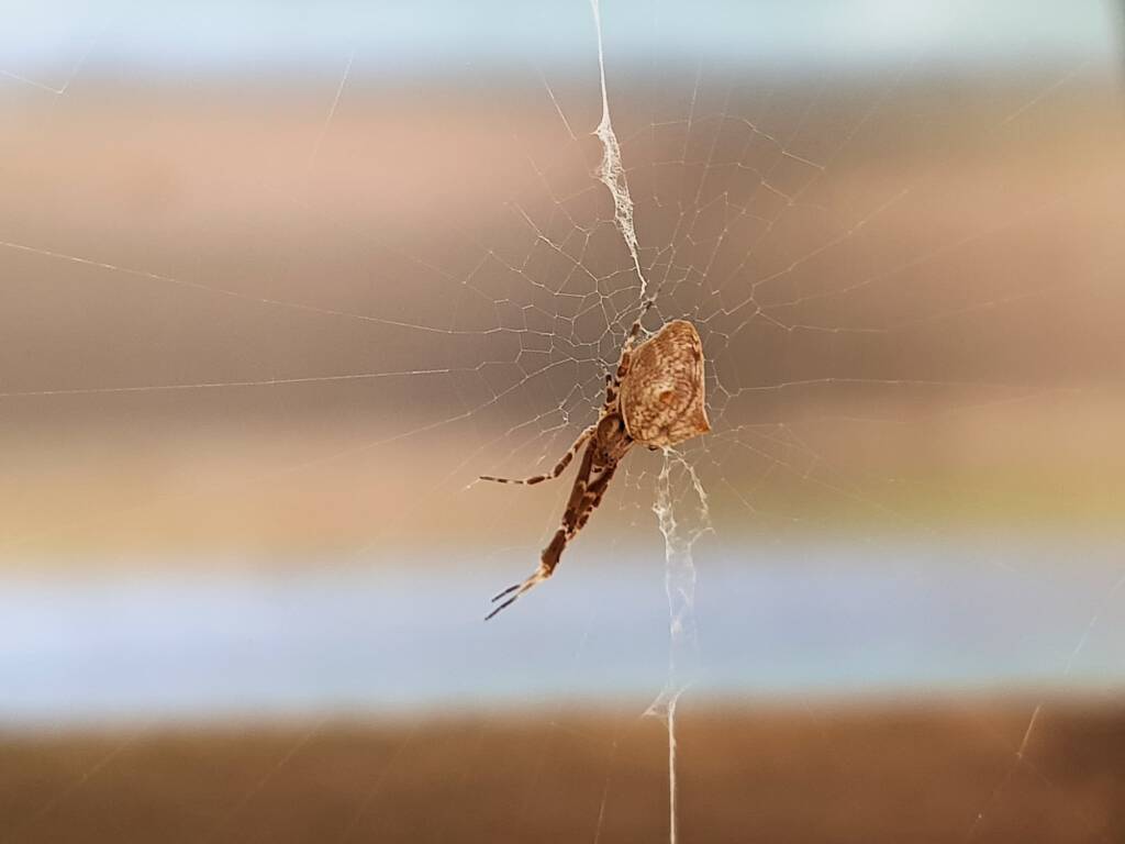 Cribellate Orb Weaver (family Uloboridae), Alice Springs NT