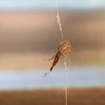 Cribellate Orb Weaver (family Uloboridae), Alice Springs NT