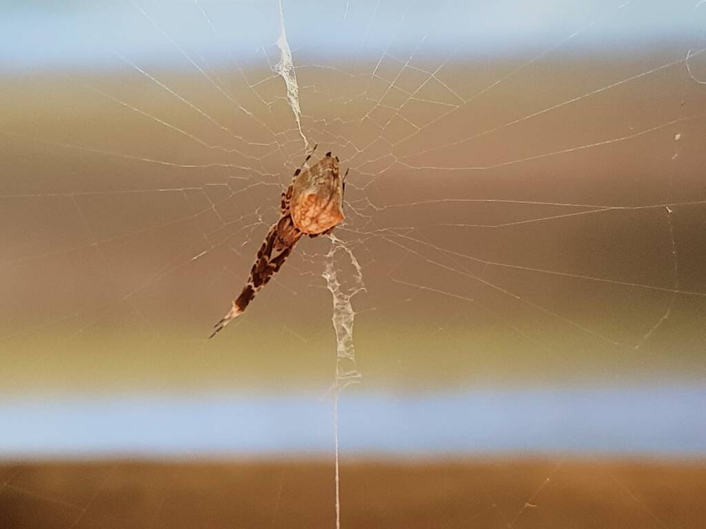 Cribellate Orb Weaver (family Uloboridae), Alice Springs NT