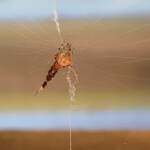 Cribellate Orb Weaver (family Uloboridae), Alice Springs NT