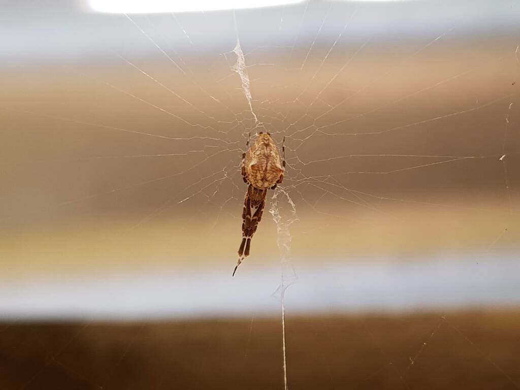 Cribellate Orb Weaver (family Uloboridae), Alice Springs NT