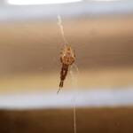 Cribellate Orb Weaver (family Uloboridae), Alice Springs NT