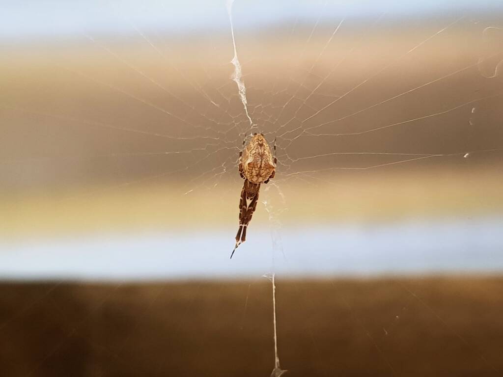 Cribellate Orb Weaver (family Uloboridae), Alice Springs NT