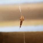 Cribellate Orb Weaver (family Uloboridae), Alice Springs NT