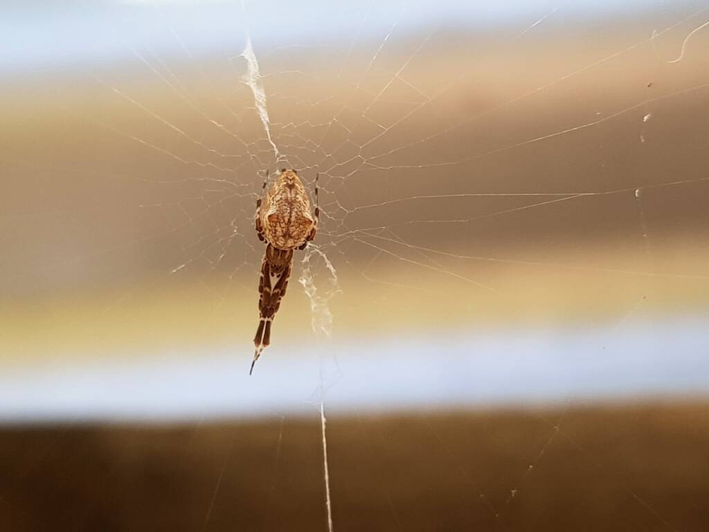 Cribellate Orb Weaver (family Uloboridae), Alice Springs NT