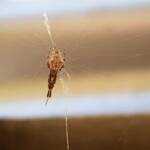 Cribellate Orb Weaver (family Uloboridae), Alice Springs NT